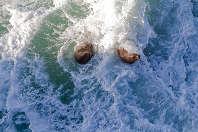 Stellars Sea Lions Playing In Surf